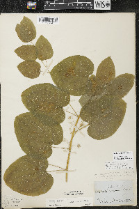 Smilax lasioneura image