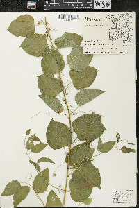 Smilax lasioneura image