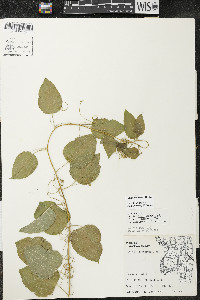 Smilax lasioneura image