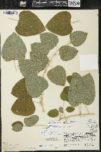 Smilax lasioneura image