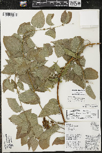 Smilax lasioneura image