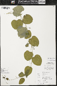 Smilax lasioneura image