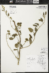 Smilax lasioneura image