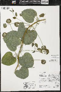 Smilax lasioneura image