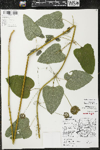 Smilax lasioneura image