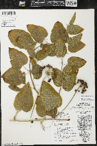 Smilax lasioneura image