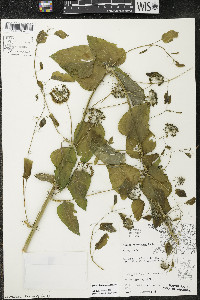 Smilax lasioneura image