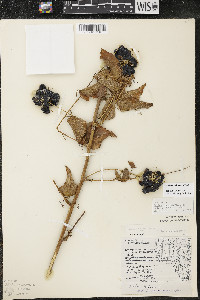 Smilax lasioneura image