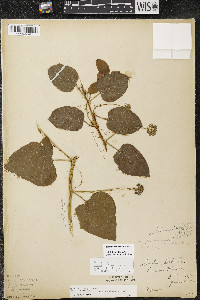 Smilax lasioneura image