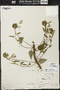 Smilax lasioneura image