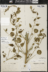 Smilax lasioneura image