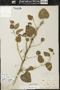 Smilax lasioneura image