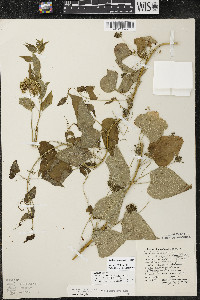 Smilax lasioneura image