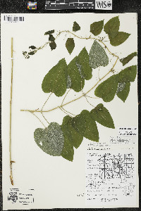 Smilax lasioneura image