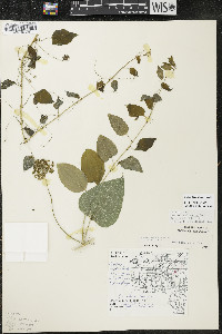 Smilax lasioneura image