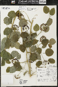 Smilax lasioneura image