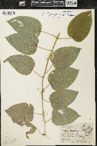 Smilax lasioneura image