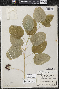 Smilax ecirrhata image