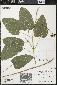 Smilax ecirrhata image