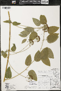 Smilax lasioneura image