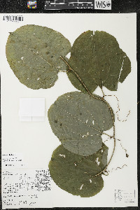 Smilax tamnoides image