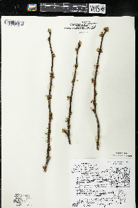 Zanthoxylum americanum image