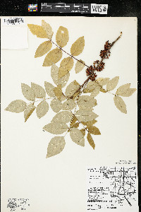 Zanthoxylum americanum image