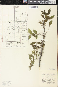 Zanthoxylum americanum image