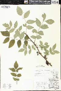 Zanthoxylum americanum image