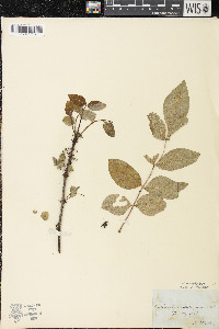 Zanthoxylum americanum image