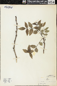 Zanthoxylum americanum image