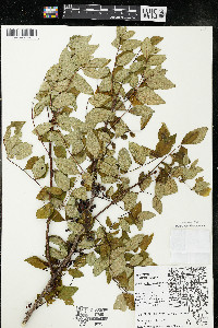 Zanthoxylum americanum image