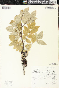 Zanthoxylum americanum image