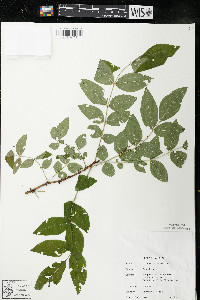 Zanthoxylum americanum image