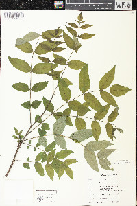 Zanthoxylum americanum image