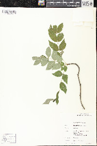 Zanthoxylum americanum image