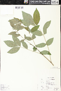 Zanthoxylum americanum image