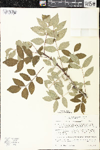 Zanthoxylum americanum image