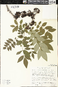 Zanthoxylum americanum image