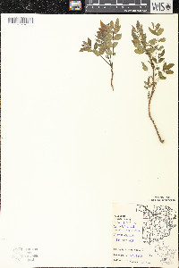 Zanthoxylum americanum image