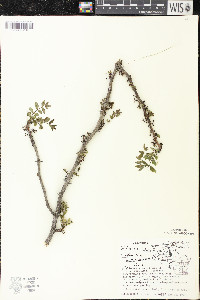 Zanthoxylum americanum image