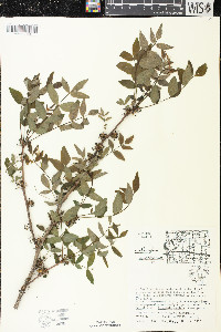 Zanthoxylum americanum image