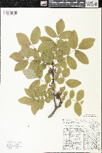 Zanthoxylum americanum image