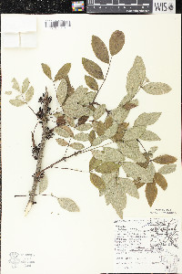 Zanthoxylum americanum image