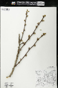 Zanthoxylum americanum image