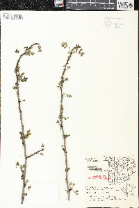 Zanthoxylum americanum image