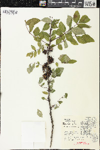 Zanthoxylum americanum image