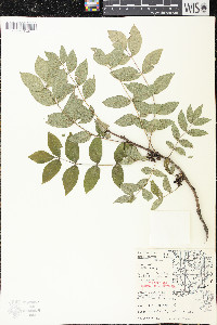 Zanthoxylum americanum image