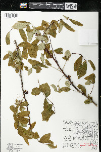 Zanthoxylum americanum image