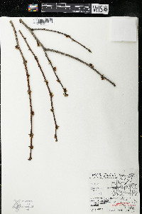 Zanthoxylum americanum image